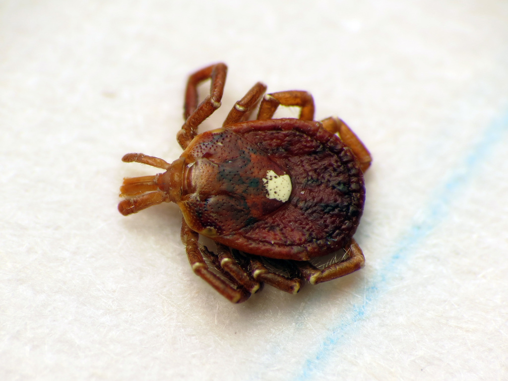 Lone star tick (Amblyomma americanum) — female with the diagnostic single white dot on the back.